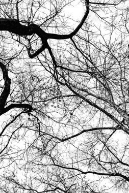 Beyaz arkaplanda ağaç dalları silueti