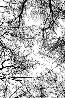 Beyaz arkaplanda ağaç dalları silueti