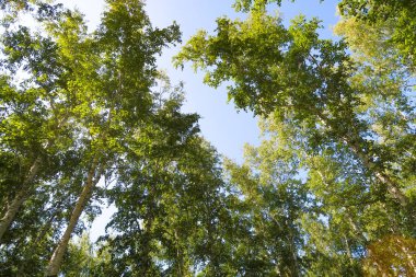 orman manzaralı aşağıdan gökyüzüne huş ağacı