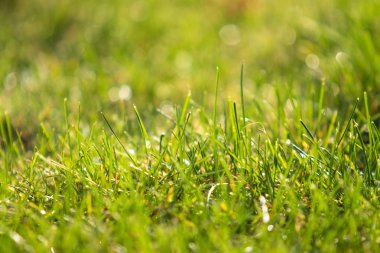 yeşil çim bokeh arka plan bulanık