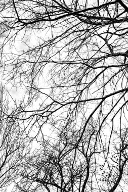 Beyaz arkaplanda ağaç dalları silueti