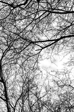 Beyaz arkaplanda ağaç dalları silueti
