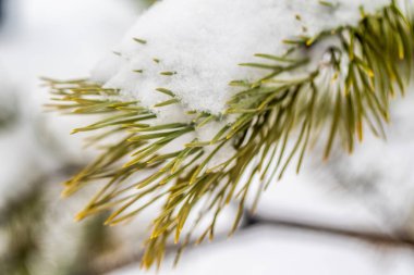 iğne çam kar yakın kış