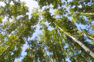 orman manzaralı aşağıdan gökyüzüne huş ağacı