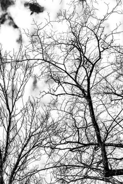 Beyaz arkaplanda ağaç dalları silueti