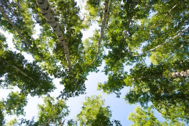 orman manzaralı aşağıdan gökyüzüne huş ağacı