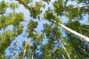 orman manzaralı aşağıdan gökyüzüne huş ağacı