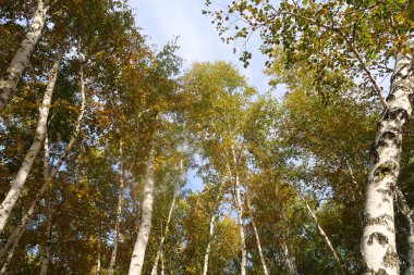 Sarı huş ağacı orman, geç sonbahar doğa manzara