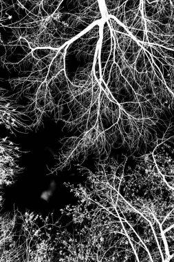 ağaç dalları siluet siyah arka plan üzerine beyaz