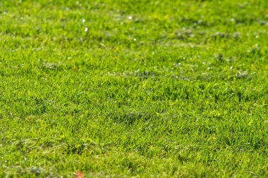 yeşil çim arka plan odak merkezi