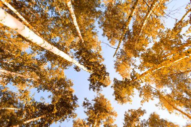 gökyüzü sonbahar arka planı sarı huş ağacı yaprakları