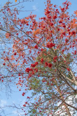 Doğa Sonbahar Ağaç ashberry parlak renkler