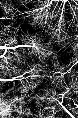 ağaç dalları siluet siyah arka plan üzerine beyaz