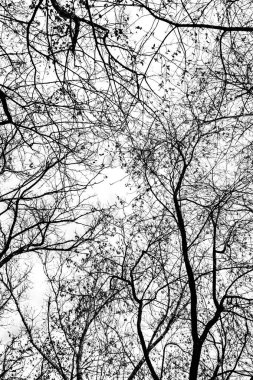 Beyaz arkaplanda ağaç dalları silueti