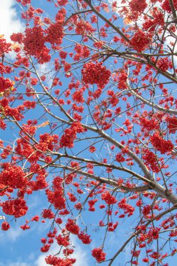 Doğa Sonbahar Ağaç ashberry parlak renkler