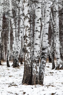 Kış huş ağacı orman doğa manzarası