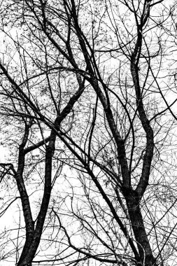 Beyaz arkaplanda ağaç dalları silueti
