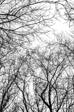 Beyaz arkaplanda ağaç dalları silueti