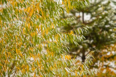 İlk kar huş ağacı orman manzara kış