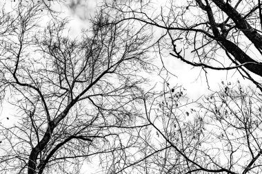 Beyaz arkaplanda ağaç dalları silueti