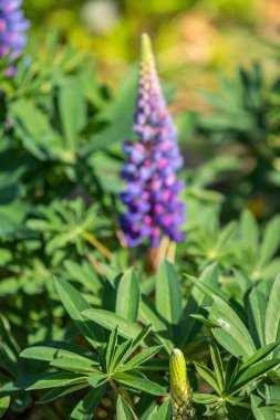 Lupinus çiçek yeşil yeşillik doğa ile parlak