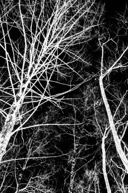 ağaç dalları siluet siyah arka plan üzerine beyaz