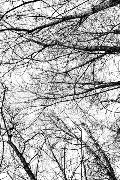 Σιλουέτα Των Κλαδιών Δέντρων Λευκό Φόντο — Φωτογραφία Αρχείου