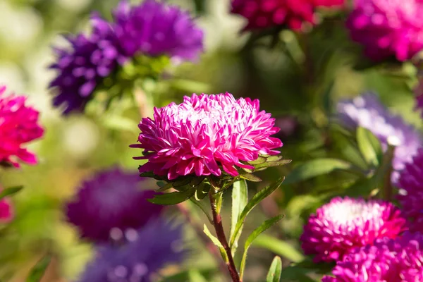 Flores Outono Brilhantes Paisagem Natureza — Fotografia de Stock