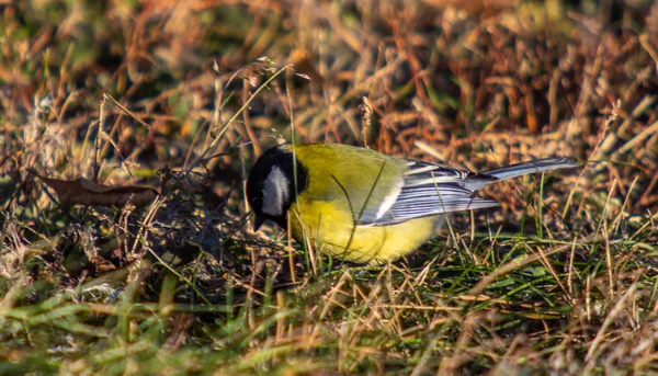 Bird Tit Closeup Autumn Winter — Stock Photo, Image