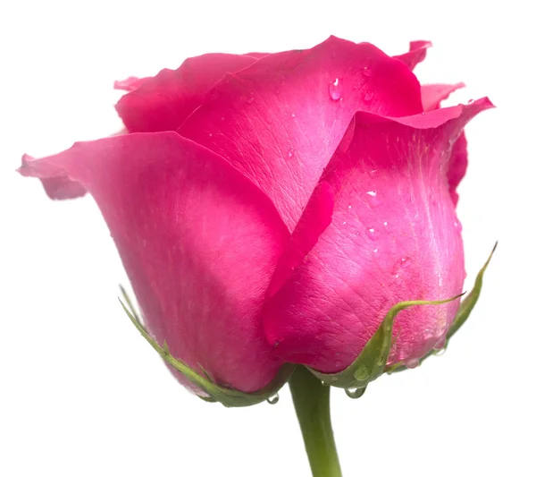 Tender Rose Flower Closeup — Stock Photo, Image