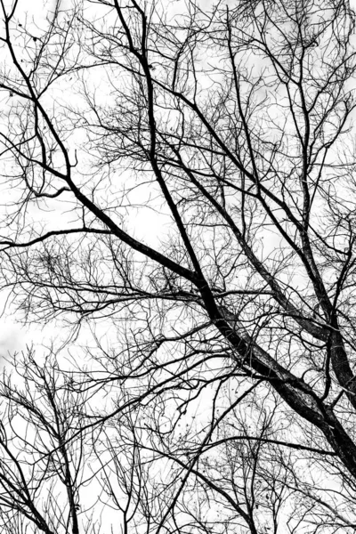 Tree Branches Silhouette White Background — Stock Photo, Image