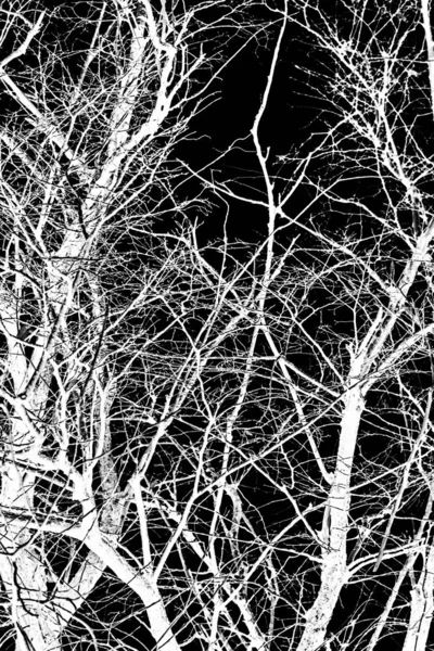 Branches Arbre Silhouette Blanche Sur Fond Noir — Photo