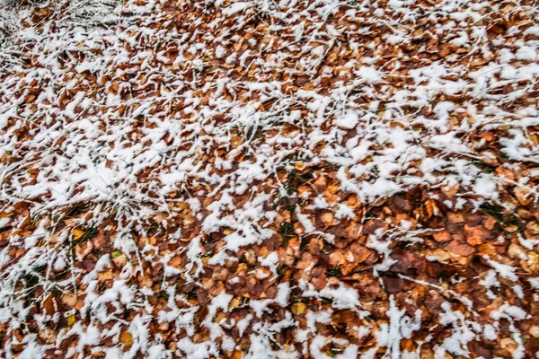 Autumn Leaves Grass Snow — Stock Photo, Image