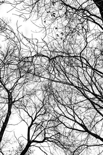 Arbre Branches Silhouette Sur Fond Blanc — Photo