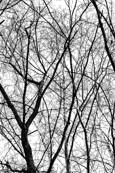 Silueta Ramas Árbol Sobre Fondo Blanco — Foto de Stock