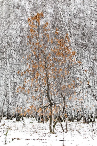 Inverno Bétula Floresta Natureza Paisagem — Fotografia de Stock