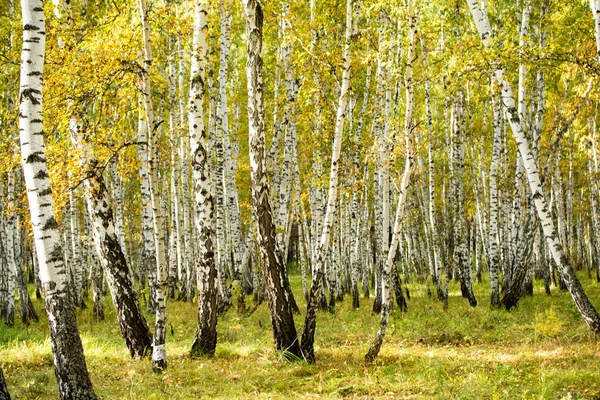 Floresta Bétula Amarela Final Outono Natureza Paisagem — Fotografia de Stock