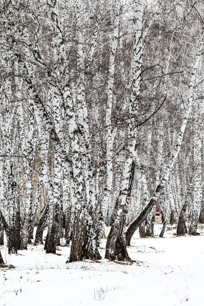 Winter Birch Forest Nature Landscape — Stock Photo, Image