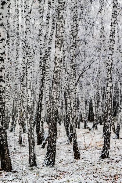 冬季第一雪桦树森林景观 — 图库照片