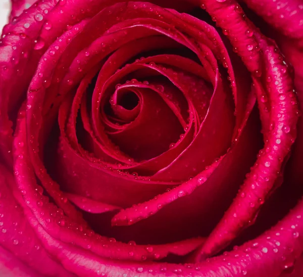 Ніжний Квітка Троянди Крупним Планом — стокове фото
