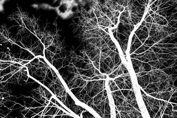 Branches Arbre Silhouette Blanche Sur Fond Noir — Photo