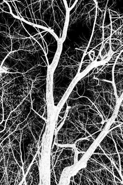 Branches Arbre Silhouette Blanche Sur Fond Noir — Photo