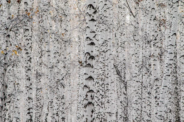 Inverno Prima Neve Betulla Foresta Paesaggio — Foto Stock