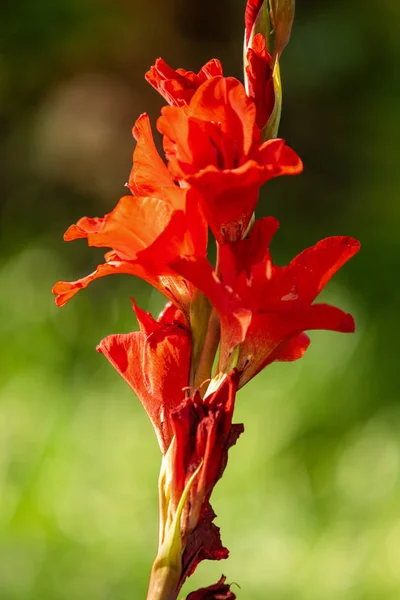 Luminoso Autunno Fiori Natura Paesaggio — Foto Stock