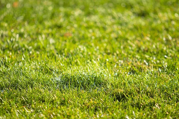 Grönt Gräs Suddig Bokeh Bakgrund — Stockfoto