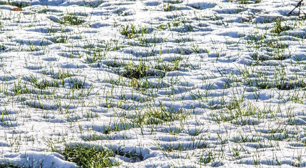 Groen Gras Van Sneeuw Winter Achtergrond — Stockfoto