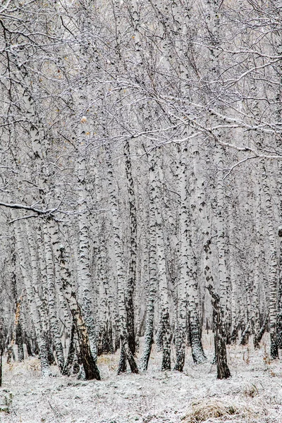 Kar Huş Ağacı Orman Manzara Kış — Stok fotoğraf