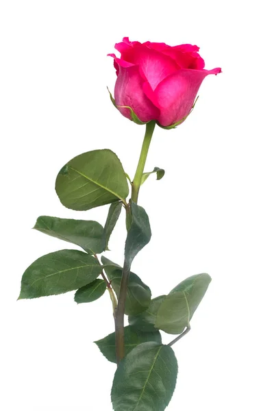 Concurso Flor Rosa Closeup — Fotografia de Stock