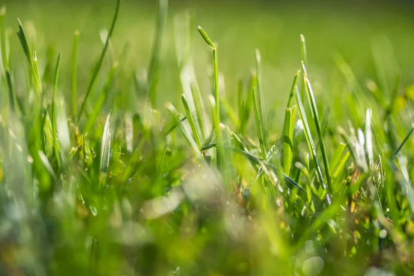 Hierba Verde Borrosa Fondo Bokeh —  Fotos de Stock