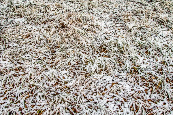 Otoño Deja Hierba Nieve —  Fotos de Stock